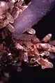 ツツジ科との間に形成された菌根