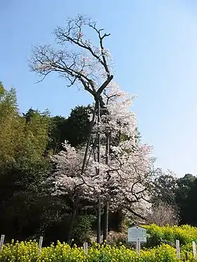 魚見桜