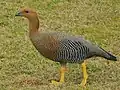 マゼランガン（雌）C. picta