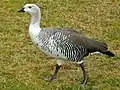 マゼランガン（雄）C. picta