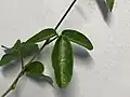 葉表の中央脈に沿って灰白色の斑紋がある