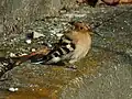 兵庫県の民家の軒先に現れたヤツガシラ。