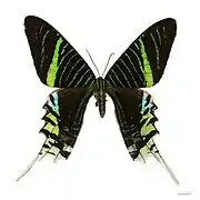 Urania leilus （ツバメガ科）
