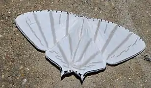 フトスジギンツバメUrapteroides astheniata, マレーシア