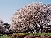 構内の桜（2000年4月）