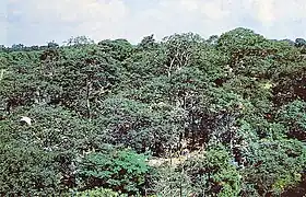 野田のさぎ山(昭和30年代)