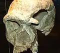 原始人類博物館に展示されているホモ・スタインハイメンシス（ドイツ語版、英語版）の頭蓋骨模型