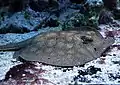 グディニャ水族館の個体