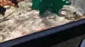 ロッテワールド水族館の個体