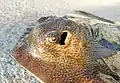 サンディエゴ湾で捕獲された個体