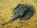 カリフォルニア州ボルサ・チカ湿地の個体