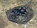 ボルサ・チカ湿地で砂煙を上げる個体
