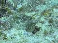 フロリダ州マイアミのサンゴ礁の個体