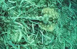 藻場で繁殖する。