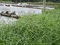 水際、道ばたに繁茂している(沖縄本島南部)
