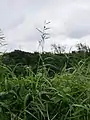 抜き出て伸びた穂