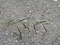 穂の拡大