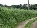 密集した純群落を作る(同)