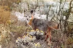 シマハイイロギツネ
