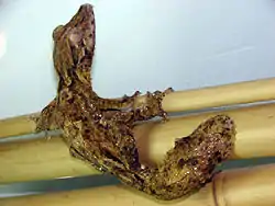 スベヒタイヘラオヤモリU. henkeli