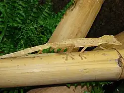 スジヘラオヤモリU. lineatus