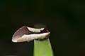 ムラサキシャチホコ Uropyia meticulodina 成虫, 台湾