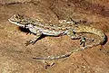 ニシキノボリユタトカゲ (Urosaurus ornatus)