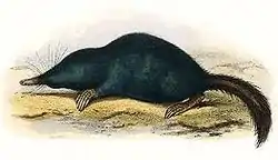 ヒミズU. talpoides