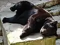 クマ