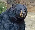 シンシナティ動物園にて撮影