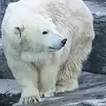 ホッキョクグマ