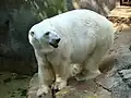 ホッキョクグマ