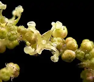 黄色の雄花