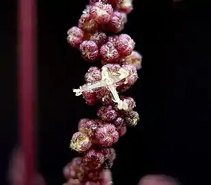 紫色の雄花