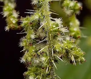 雌花