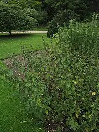 ケンブリッジ大学植物園（英語版）の標本
