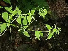 植物体全体が淡緑色、葉は対生する。沢沿いの湿った林内で。
