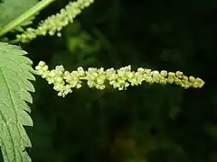 花序は穂状花序になり、花は小さな緑白色になる。