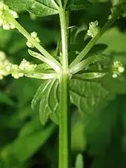 茎の各節に離生した4個の線形の托葉がある。