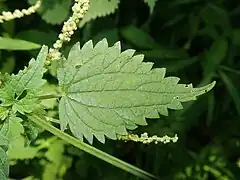 葉の表面。葉身は卵形から広卵形で、縁は粗い単鋸歯で重鋸歯にはならない。短毛が生え、腺点が多い。
