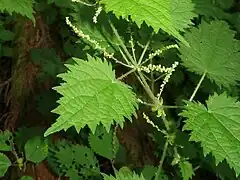 下部の葉腋についた雄花序。