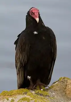 ヒメコンドル