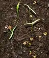 メタセコイアの子葉は2葉で発芽は地上生(epigeal))