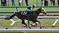 ウシュバテソーロ(2017年産)
