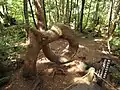 湖畔の根曲がり松