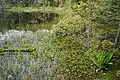 水芭蕉は花がほぼ終わり、ヤマツツジは今から開花、水面の花は満開