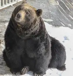 エゾヒグマ (Ursus arctos yesoensis) のぼりべつクマ牧場(2019年1月)