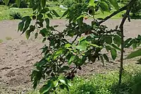 薄根の大クワの実。