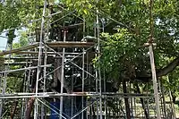 樹勢回復作業の足場。