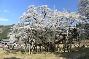 岐阜県本巣市・淡墨桜